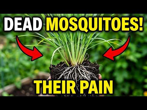 One Backyard Plant Turns Your Yard Into a Mosquito 'Dead-Zone' — Why Is It 'Banned'?
