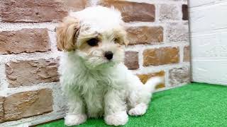 ハーフ犬の動画01