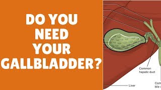 What does the gallbladder do?