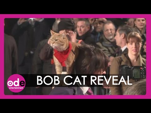 A Street Cat Named Bob: 'Bob whacked the director'