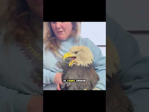 Burung Liar yang Tak Pernah Melupakan Kebaikan Wanita yang Menyelamatkannya