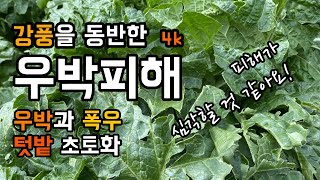 [4k] 강풍과 우박을 동반한 폭우 텃밭 초토화 / 국지성 폭우인 스콜현상이 휩쓸고간 텃밭 / 농가들에게 피…