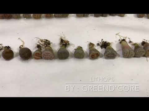 2019 11 05 Lithops Collection
