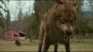 Twilight Wolf Pack - Who&#39;s afraid of the big bad wolf