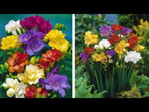 Where is the best place to plant a freesia?