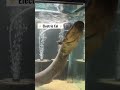 The sounds of an Electric Eel!