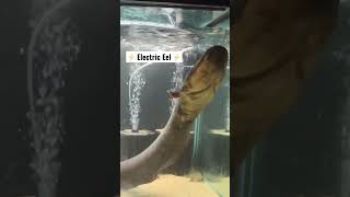 The sounds of an Electric Eel!
