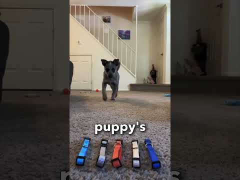 That name fits him so well 🥺❤️ #shorts