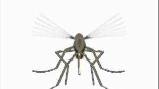 Pican Pican Los Mosquitos - Los Toreros Muertos.wmv