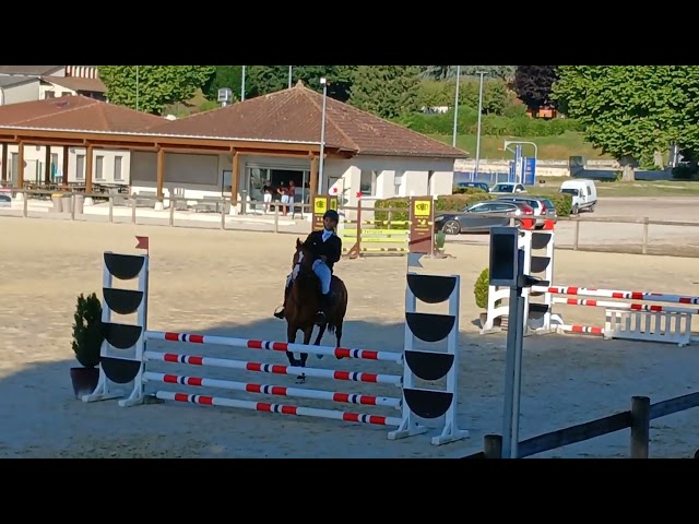 Entire French Saddle Pony For sale 2021 Bay