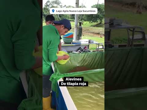 @AcuaAgroElPezAmigo