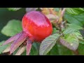 Until Forever's Gone by Kenny Rogers