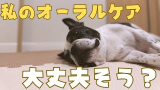 フレブルの歯科検診の結果どうだった？🐶