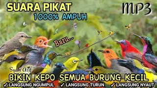 Download lagu SUARA PIKAT BURUNG KECIL 🕊️ 1000% PALING AMPUH 😱 mp3