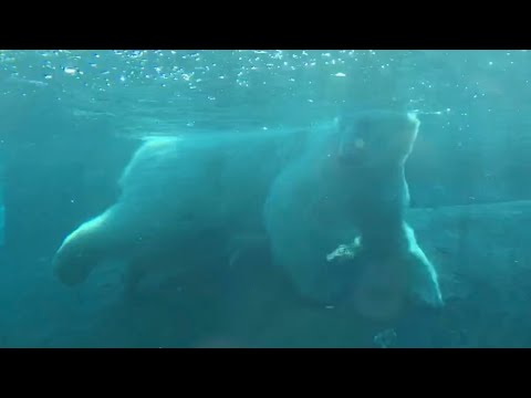 Underwater view of polar bear swimming