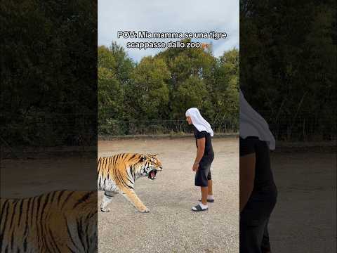 MIA MAMMA VS TIGRE!🤣🐅 #ridere#ironia#mamma#tigre#comicità#shorts#virale#perte