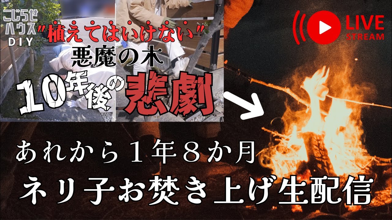 ネリ子ありがとう！こじらせ焚き火生配信🔥モヘジもいます