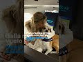 Italia realiza primer vuelo con perros de gran tamaño Italia realiza primer vuelo con perros de gran tamaño