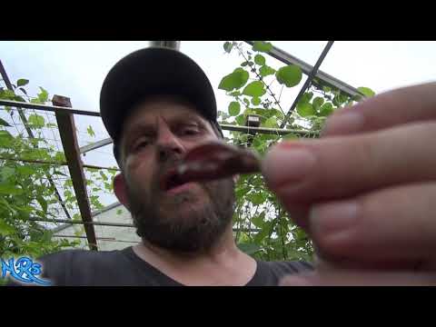 ⟹ Chocolate Aji Charapita x Pepper F-1 | Capsicum chinense | Pod Review