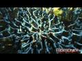 Avatar:Heart of Courage (Two Steps From Hell ...