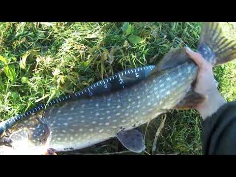 Līdakas izbadējušās ņem kā trakas Aiviekstē