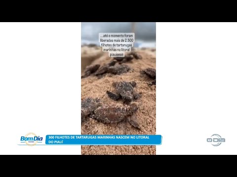 300 filhotes de tartarugas marinhas nascem no litoral do Piauí 17 04 2023