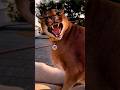 Angry Ears Shorts Angry Funny Viral Youtubeshorts