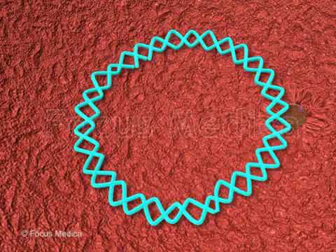 Hepatitis B Animated Atlas - YouTube