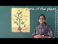 Parts Of A Plant Cbse Ukg EVS Topic Learn With Action Diana S Classroom