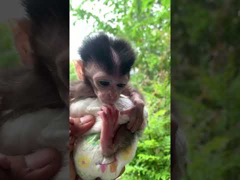 Shimol Cute #ahorts #babymonkey #babymonkeycute #adorable #animals #newbornbaby #animalhome -#pets