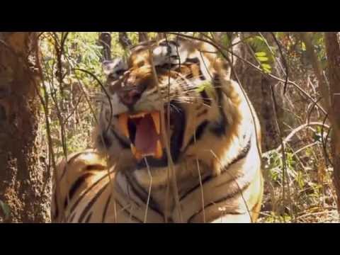 Tiger Tribute HD