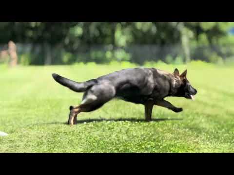 Samaneh S. Dog trainer Vancouver Canada