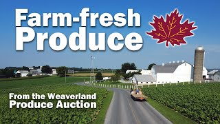 How Shady Maple Gets Farm-Fresh at Weaverland Produce Auction