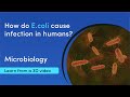 Types Of E Coli And How They Infect Humans MediMagic 3D Video