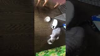 らにとぽんずのエピソード0。パートツー。先住猫らにのごはんが気になる仔猫ちゃんぽんず。