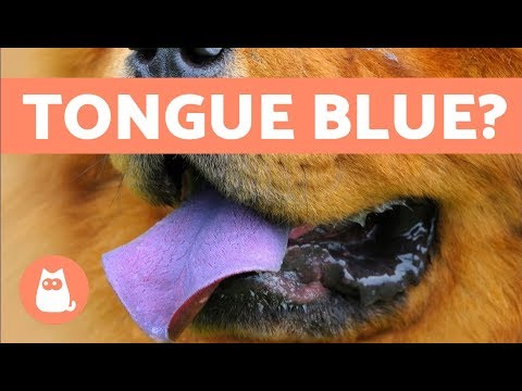 My Dog's Gums Are Black - Causes and What to Do