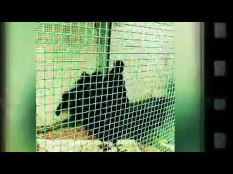 Prince Nidesh/ Interview/ On Farming Kadaknath Chicken.