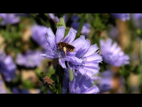 FIORI D'INVERNO - Short Film