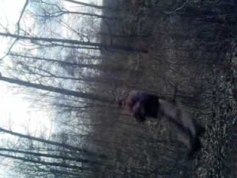 la leagan in ursoaia