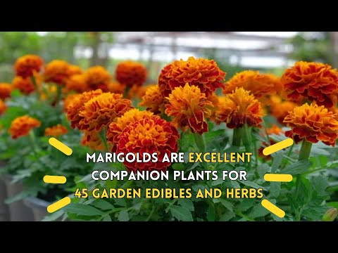 Marigolds Make Excellent Companion Plants for 45 Garden Edibles and Herbs (learn which ones!)