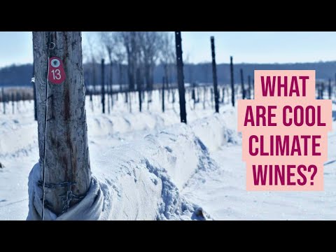 What are Cool Climate Wines?