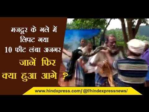 Video : मजदूर के गले में लिपट गया 10 फीट लंबा अजगर, देखें फिर क्या हुआ आगे ? Video : मजदूर के गले में लिपट गया 10 फीट लंबा अजगर, देखें फिर क्या हुआ आगे ?