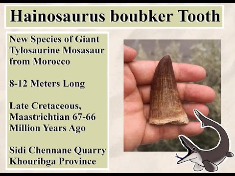 Hainosaurus boubker Tooth Identification NEW Species of Mosasaur Discovered!