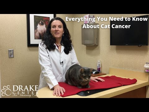 Everything You Need to Know About Cat Cancer