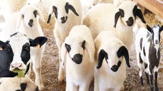 Animals for children, farm animals, sheep, cows, dogs, chickens, cats, chicks, goats