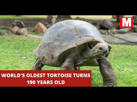 World's oldest tortoise turns 190 years old | Seychelles Giant Tortoise | Jonathan