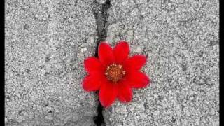 Avett Brothers Famous Flower of Manhattan