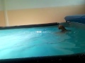 Swimming Dogs Sting Mp4