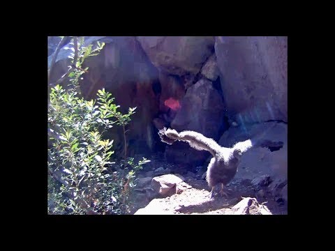 Condor Cam - SANTA BARBARA ZOO