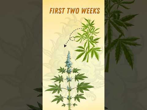 First 2 Weeks of Flowering: Why Veg Nutrients Are KEY for Cannabis Plants for first 2 weeks